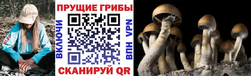 где купить наркоту  Рошаль  Галлюциногенные грибы GOLDEN TEACHER 